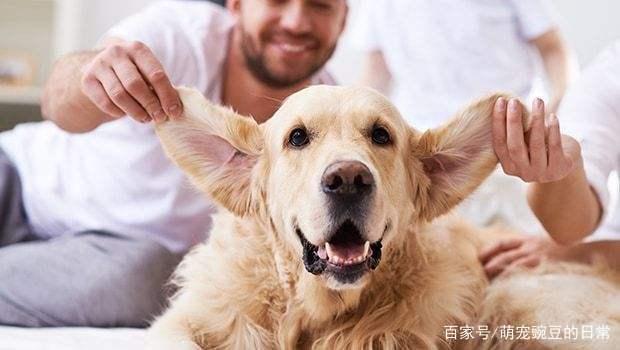 小狗一直甩耳朵,小狗一直甩耳朵怎么回事?,为什么狗狗剃完毛之后总是甩耳朵？