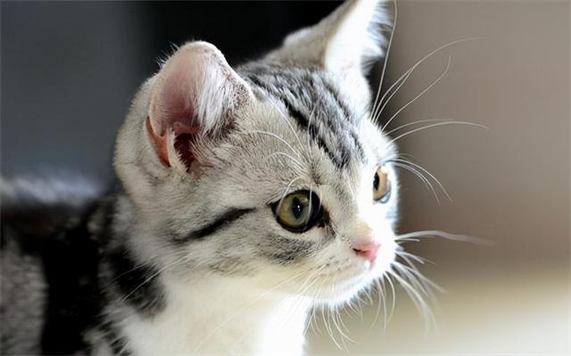 猫耷拉耳朵,猫耷拉耳朵什么意思,猫咪耳朵耷拉怎么回事？