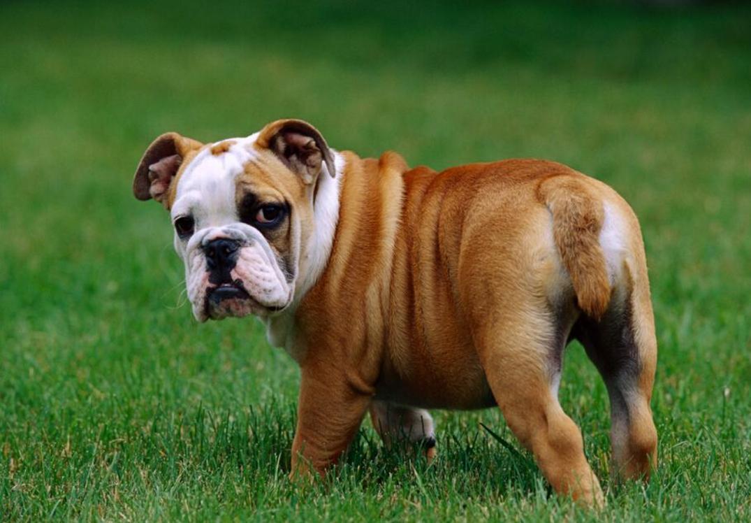 英斗犬价格多少钱一只,英斗犬价格多少钱一只2019,英国斗牛犬寿命多长时间？