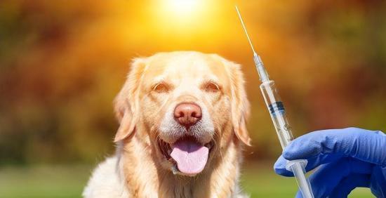 狗狗预防针多少钱一针,养狗必打的三针是哪三针,狗狗打疫苗多少钱？