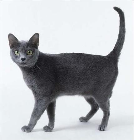 科拉特猫多少钱一只,科拉特猫多少钱一只2021,大猫灰什么品种？