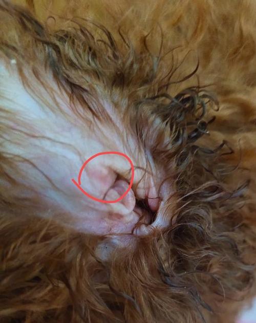 狗狗耳朵增生瘤,狗狗耳朵增生瘤图片,狗狗的脂肪瘤越长越大反复发，而且没有边缘严重不？