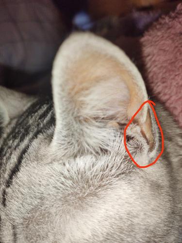 猫耳朵变黑,猫耳朵变黑是怎么回事,猫咪耳朵里面正常颜色？