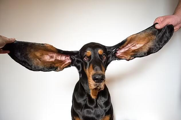 狗的耳朵能听多远,狗的耳朵能听多远距离,兔子的耳朵和狗的耳朵听得哪个远？