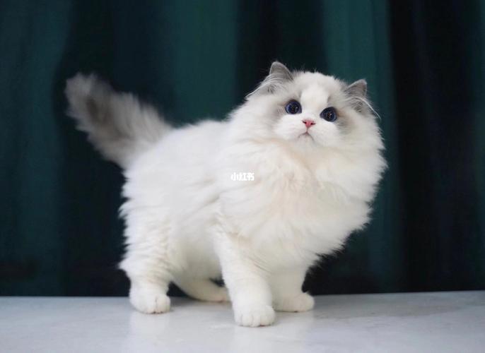 赛级布偶猫多少钱一只,赛级布偶猫价格多少钱一只,一千块的布偶猫靠谱吗？