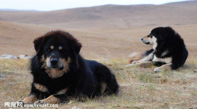 蒙古牧羊犬多少钱一只,蒙古牧羊犬多少钱一只幼犬,青龙犬介绍？