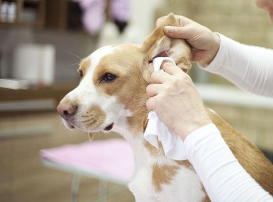 怎样给狗狗清理耳朵,怎样给狗狗清理耳朵没有洗耳液时,狗耳朵痒怎么办用养护方法给狗狗清理耳道？