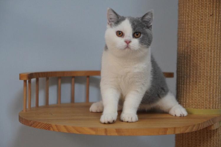 英短猫价格多少钱一只,全乳色英短猫价格多少钱一只,英短蓝白多少钱一只？