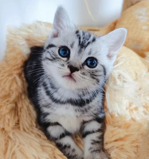 美短幼猫多少钱一只,纯种美短幼猫多少钱一只,蓝短猫多少钱一只？