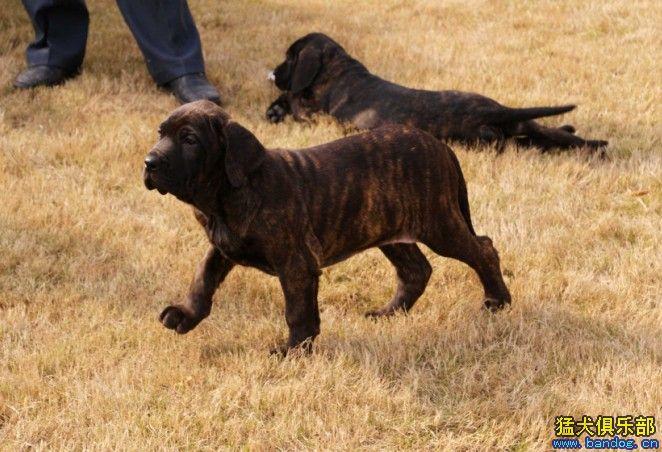 巴西菲勒犬多少钱一只,巴西菲勒犬多少钱一只2019,巴西菲勒犬性格特征？