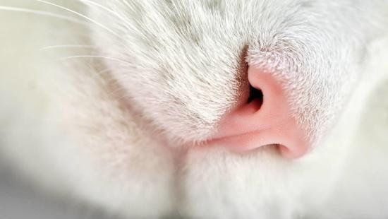 猫睡觉耳朵热正常吗,猫咪发烧最明显的症状是什么,猫咪鼻子干，耳朵热，是什么原因？