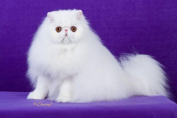 波斯猫价格多少钱一只,波斯猫价格多少钱一只白色,100 一只波斯猫多少元？