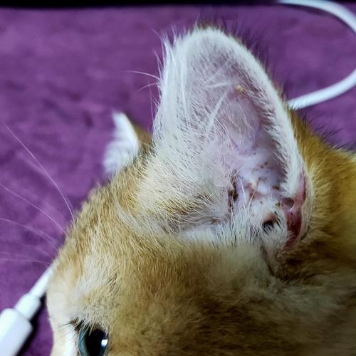 小猫耳朵里面耳螨图片,小猫耳朵里面耳螨图片大全,猫耳朵里长耳螨的原因，猫咪为什么得耳螨？