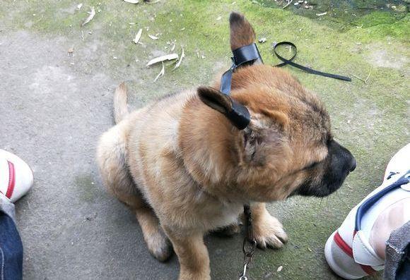 帮狗绑耳朵的方法图片,帮狗绑耳朵的方法图片欣赏,法斗立耳缠胶带步骤？