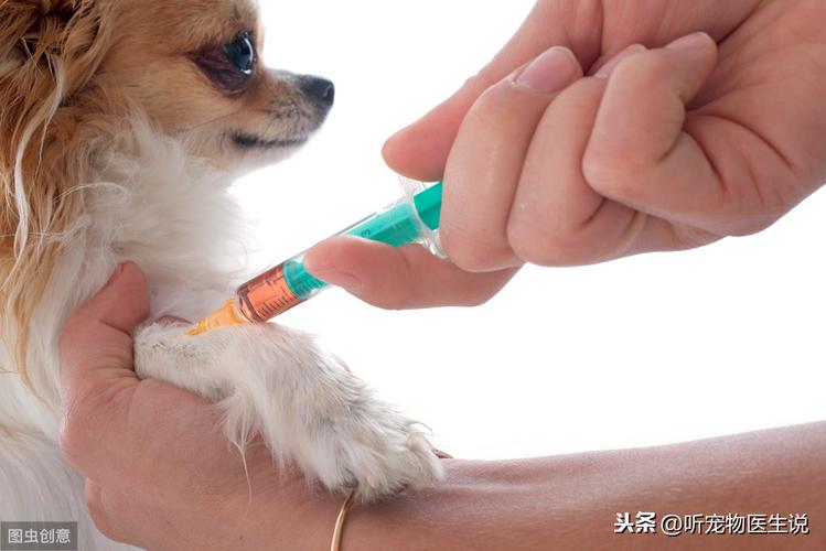 小狗预防针多少钱一针,狗狗3针疫苗一共多少元,宠物疫苗一般多少钱一针？