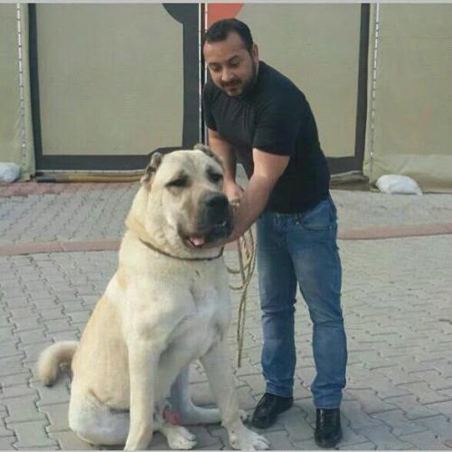 坎高犬价格多少钱一只,土耳其坎高犬价格多少钱一只,坎高犬饲养成本？