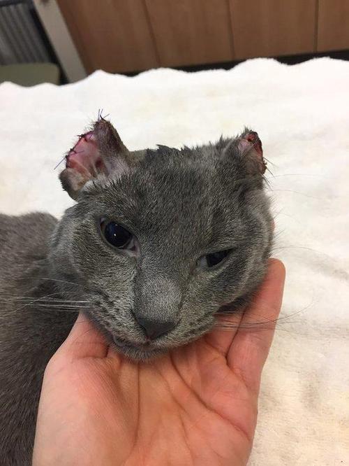 手术后猫耳朵图片,手术后猫耳朵怎么办,为什么猫咪绝育后要剪耳朵？