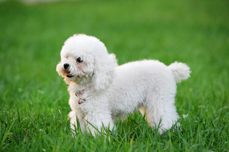 贵宾犬白色多少钱一只,贵宾犬白色多少钱一只图片,一只贵宾犬要多少钱一般500多（幼犬最少）？