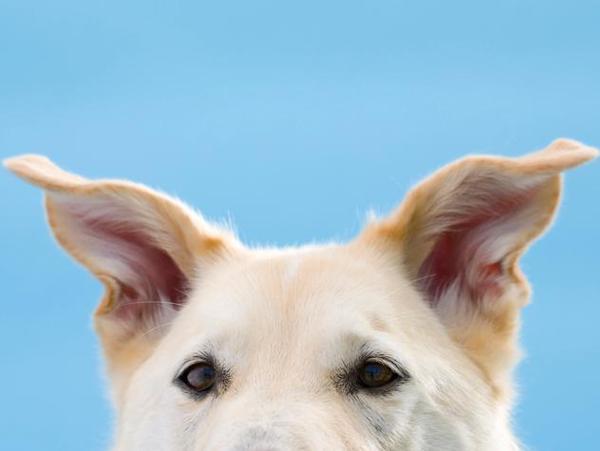 形容小狗的耳朵,形容小狗的耳朵怎么形容,小狗的鼻子怎么形容？