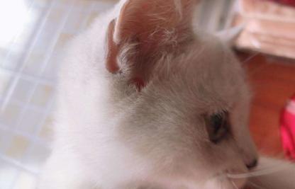 猫耳朵发热正常吗,怎么判断猫咪发烧了,在冬天猫的耳朵为什么会烫？