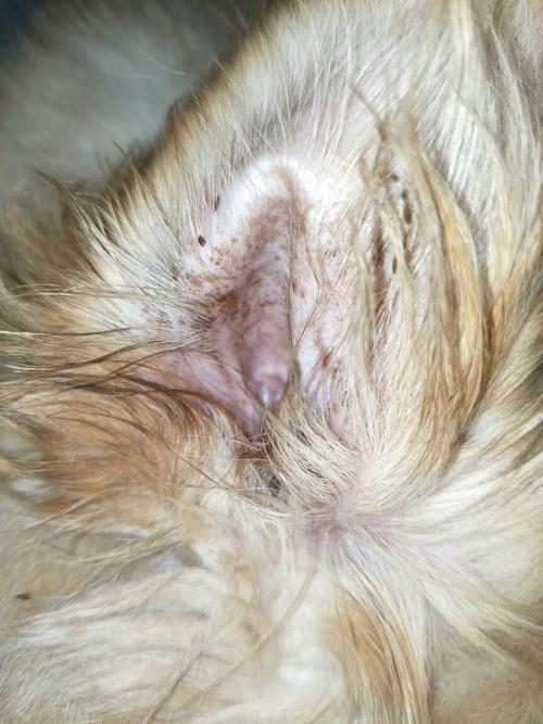 狗狗耳朵湿疹的图片,狗狗耳朵内壁有红疹,狗狗耳朵里很脏，好象长东西了，老掉毛，有些黑斑，怎么办？