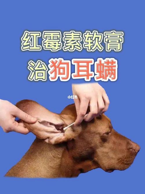 狗狗耳朵发炎用红霉素,狗狗耳朵发炎用红霉素软膏,老母狗乳房发炎吃什么药？