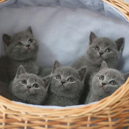 英短猫幼崽多少钱一只,英短猫幼崽多少钱一只图片,一只蓝猫幼崽的成本？
