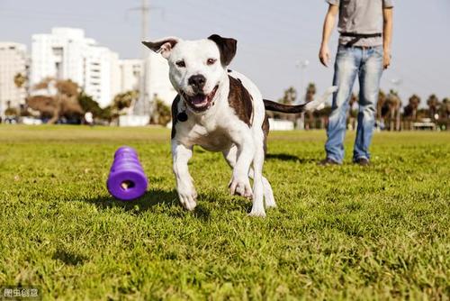 狗狗训练方法,狗狗训练方法与口令视频教程,两个月的狗狗怎么才能训练它站立行走？