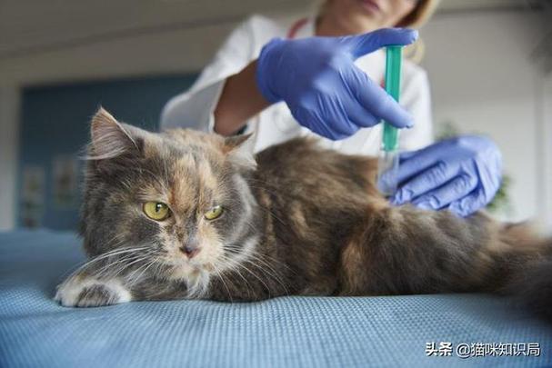 猫第一次打疫苗多少钱,猫第一次打疫苗多少钱一针,到宠物医院给猫打疫苗要花多少钱？