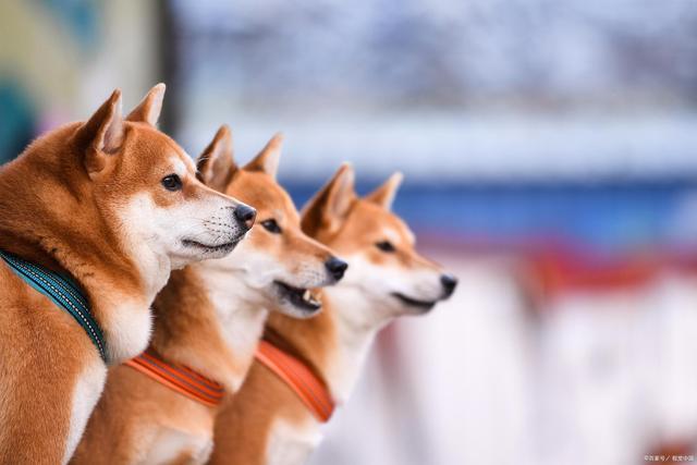 柴犬训练方法,柴犬训练方法口诀,如何训练柴犬？