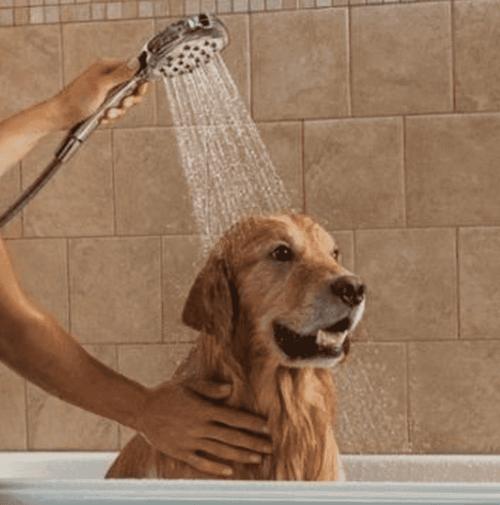 宠物狗洗一次澡多少钱,宠物狗洗一次澡多少钱一次,宠物狗洗澡多少钱？