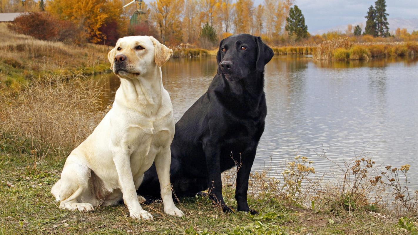 拉布拉多成年犬多少钱一只,世界三大傻狗,拉布拉多犬300一只贵吗，不是纯种的？