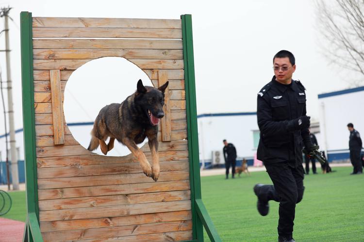 警犬训练方法,警犬训练方法和过程,怎么把一只普通的狗训练成一只警犬？