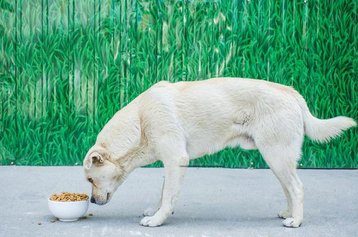 狗的喂养方法,老年狗的喂养方法,狗狗每天几餐最合适？
