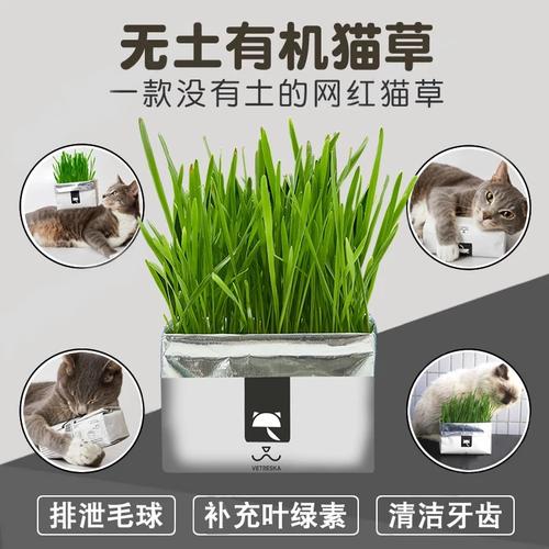 猫草种植方法,无土水培猫草种植方法,怎么种猫草？