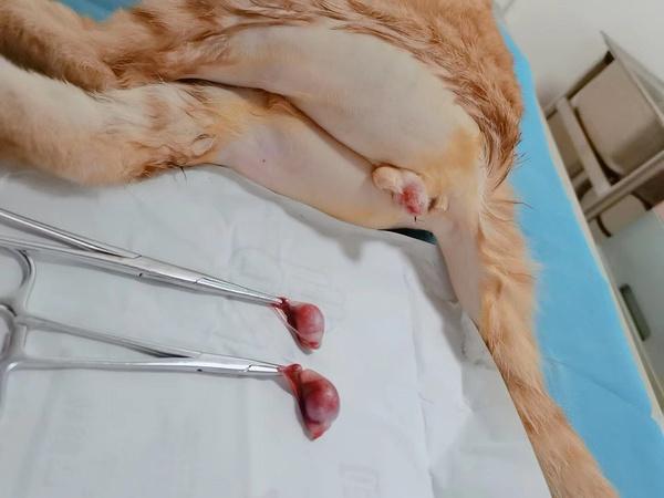 公猫绝育方法,公猫绝育方法有几种,公猫绝育手术的过程？