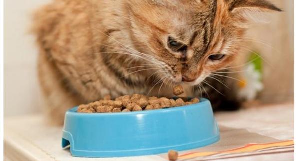 一个月的猫一天吃多少,一个月的猫一天吃多少猫粮,一个月的小猫一天能吃多少克鸡胸肉？
