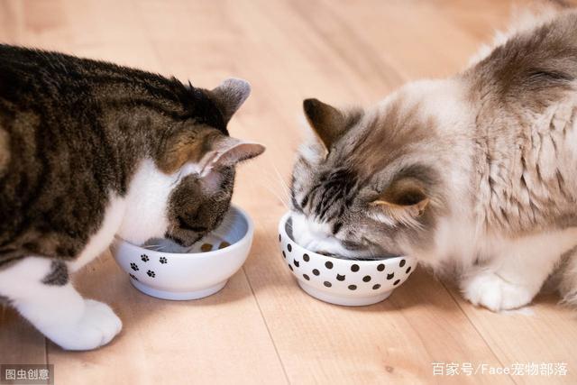 小猫的喂养方法,小猫的喂养方法和注意事项不到三个月的,猫咪十大必吃食物？