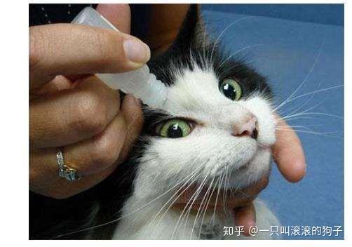 猫鼻支治疗方法,猫鼻支治疗方法 知乎,小猫得了猫鼻支怎么办？