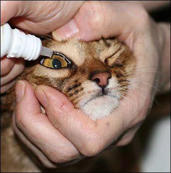 猫的保定方法,猫的保定方法有哪些,猫咪上眼药水的方法？