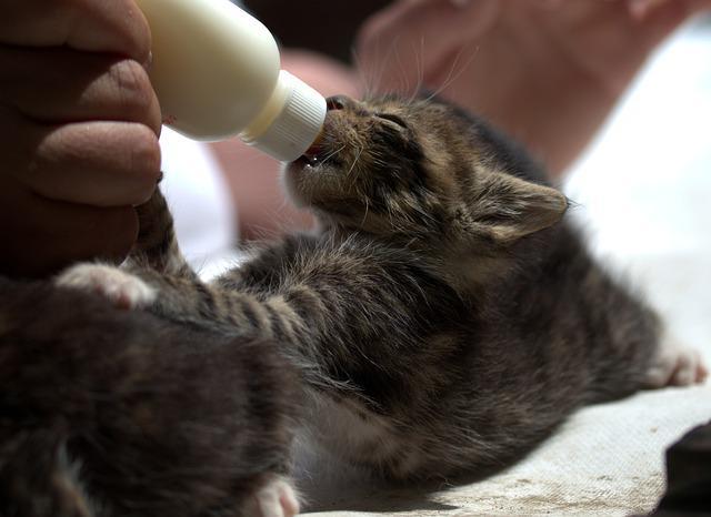 小猫的饲养方法,小猫的饲养方法及注意事项,喂小猫喝奶的正确方法？
