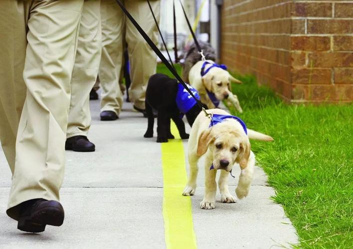 导盲犬训练方法,导盲犬训练方法残忍,导盲犬是如何训练的？