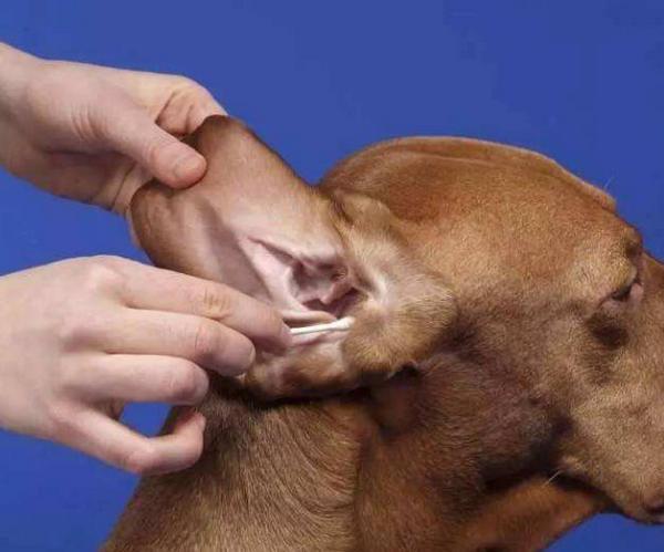 狗耳朵怎么清理,狗耳朵怎么清理用啥,狗狗不知道什么原因得了中耳炎、一直摇头还挠、用棉签帮它擦它又不让怎么办？