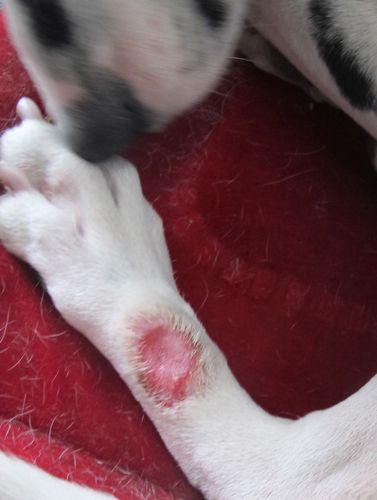 狗皮肤病的治疗方法,狗皮肤病的治疗方法有哪些,狗狗得了皮肤病怎么办？