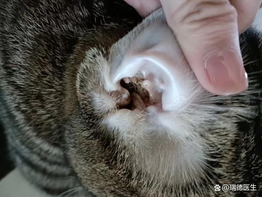 猫耳朵发炎怎么办,猫耳朵发炎怎么办自己好吗,小猫耳朵脏怎么清理？