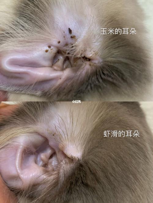 怎么给猫清理耳朵,怎么给猫清理耳朵耳螨,小猫怎么清洗耳朵？