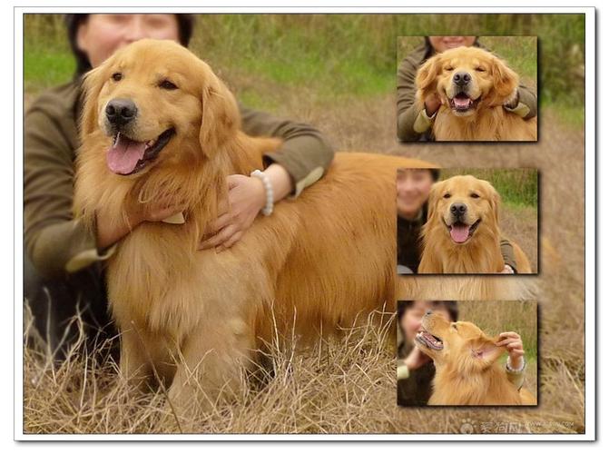 狗耳朵怎么形容,狗耳朵怎么形容词,描写金毛犬外貌？