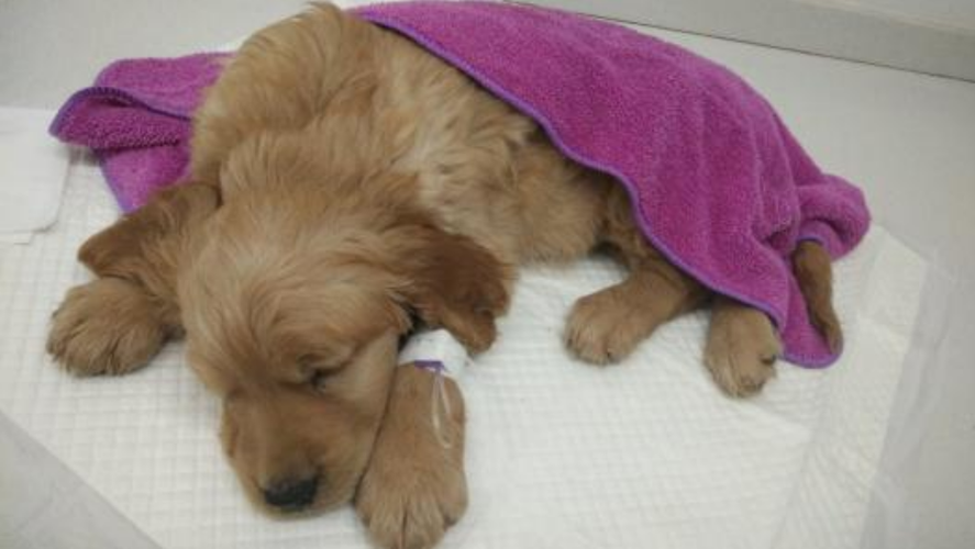 幼犬肠炎治疗方法,幼犬肠炎治疗方法有哪些,狗狗得病毒性肠炎怎么办？