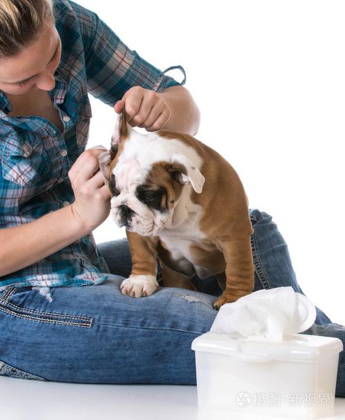 怎么给狗狗洗耳朵,生理盐水怎么给狗狗洗耳朵,怎么办狗狗耳朵了很脏怎么能清洗干净？