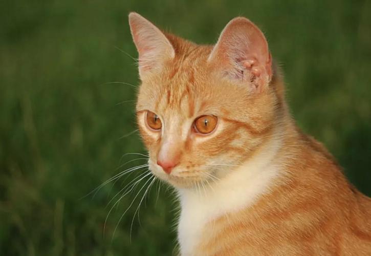 小猫的耳朵像什么,小猫的耳朵像什么?,各种动物的耳朵像什？